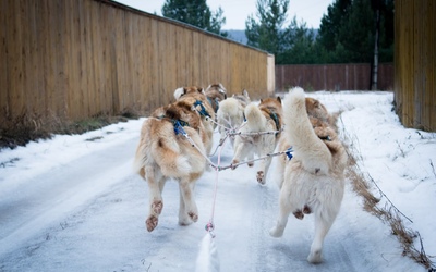 фото с сайта Питомник сибирских хаски 