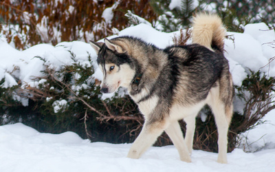 фото с сайта Питомник сибирских хаски 