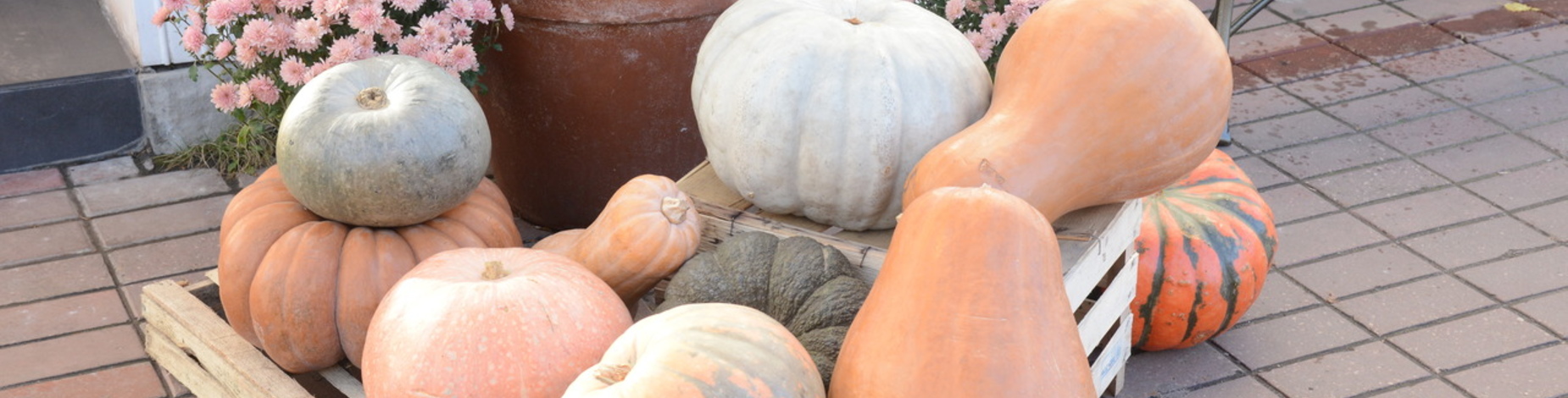 Где покушать